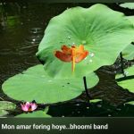 Mon Amar Foring Hoye.